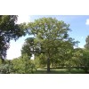 Саженец дуба Каштанолистный 60-100 см: фото и описание
