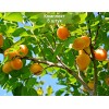 Саженцы абрикоса Айсберг (ранний) -  5 шт.: фото и описание