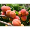 Саженцы колоновидного Абрикоса Санни -  5 шт.: фото и описание