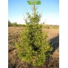 Саженцы Ели Европейская 40-60 см -  5 шт.: фото и описание