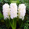 Луковицы гиацинта Мадам Софи (Madame Sophie) -  5 шт.: фото и описание