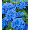 Саженцы гортензии крупнолистной Блю Вондер (Blue Wonder) -  5 шт.: фото и описание