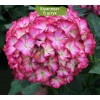 Саженцы гортензии крупнолистной Мэджикал орнамент (Мagical Ornament) -  5 шт.: фото и описание