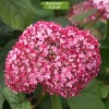 Саженцы гортензии древовидной Мэджикал Пинкербелл (Magical Pinkerbell) -  5 шт.: фото и описание
