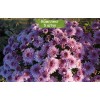 Саженцы хризантемы мультифлора Брансаунд Пурпл /Брансаунд Пёпл Bransound Purple (Сиреневая ) -  5 шт.: фото и описание