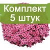 Саженцы хризантемы мультифлора Черил пинк (Cheryl Pink) -  5 шт.: фото и описание