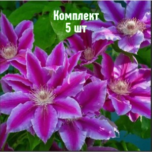 Комплект 5шт / Клематис Акаиши