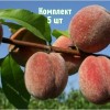 Саженцы Персика Пушистый ранний - 5 шт.: фото и описание