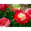 Саженцы миниатюрной розы Дабл Делайт (Double Delight) -  5 шт.: фото и описание