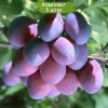 Саженцы ранней фиолетовой сливы Смолинка -  5 шт.: фото и описание
