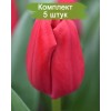 Луковицы тюльпана Карри (Сurry) -  5 шт.: фото и описание