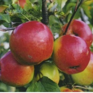 Яблоня Дружное